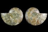 Agatized Ammonite Fossil - Beautiful Preservation #130079-1